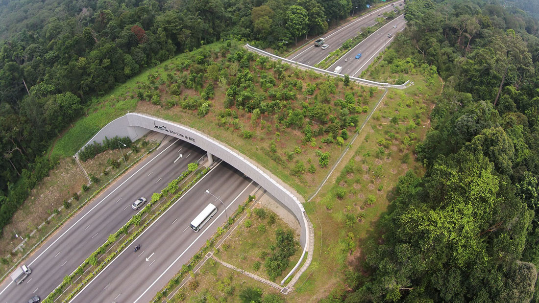 सिंगापुरको एक वनमा बनाइएको ओभरहेड ब्रिज। तस्वीर : straitstimes.com