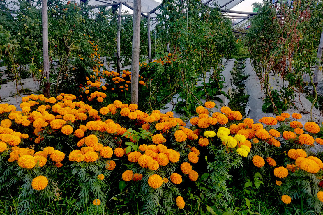पोखरा महानगरपालिका–१५ लक्ष्मी मार्गमा किसानले लगाएका तिहारे फूल । तस्वीरः राधिका कँडेल/रासस