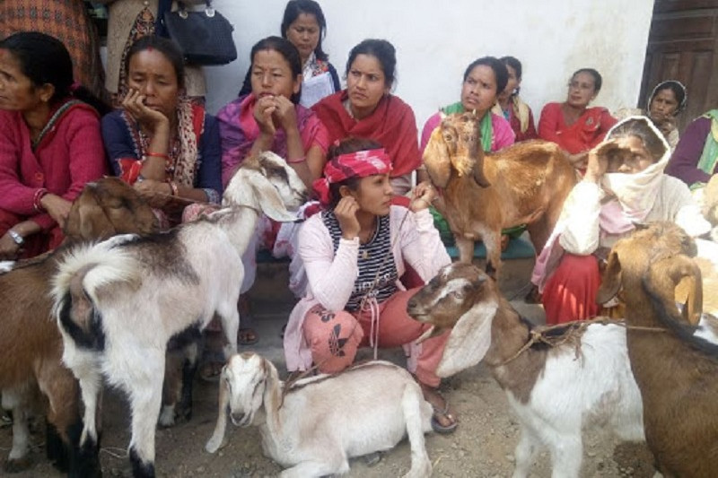 अर्घाखाँचीको सन्धिखर्क नगरपालिका–७ भुजुङ्गेका पहिरो प्रभावित ३९ दलित  परिवारमा आय वृद्धि गर्न बाख्रा वितरण गरिएको छ ।