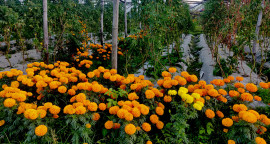 पोखरा महानगरपालिका–१५ लक्ष्मी मार्गमा किसानले लगाएका तिहारे फूल । तस्वीरः राधिका कँडेल/रासस